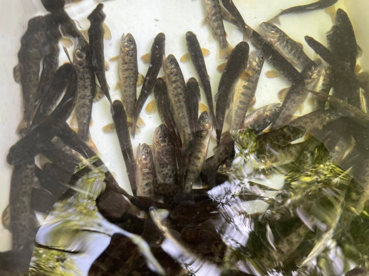  Речна пъстърва 